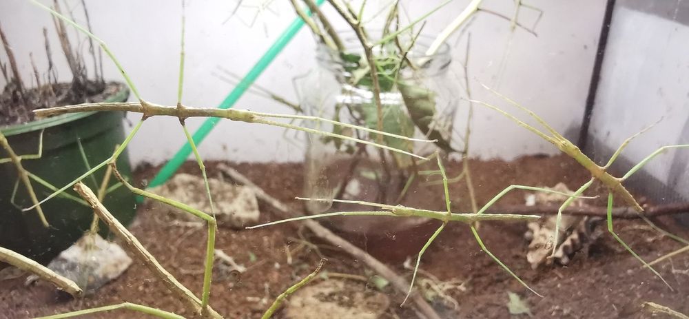 PILNE Patyczaki patyczak za darmo oddam