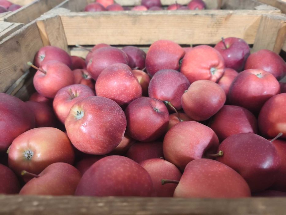 Jabłka z własnego sadu odmiana gala 10kg