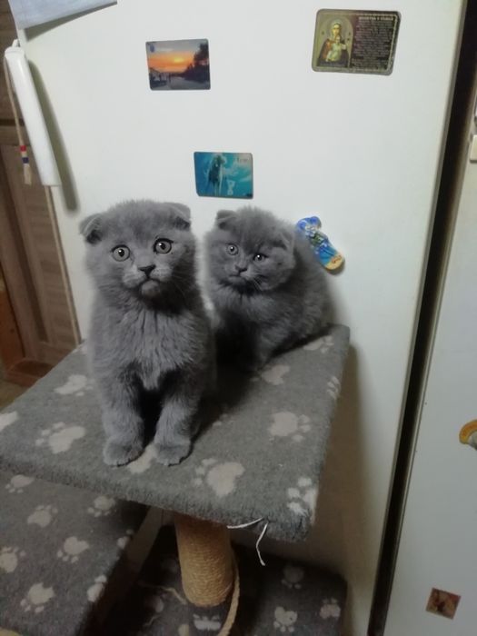 Котята шатладские веслоухие