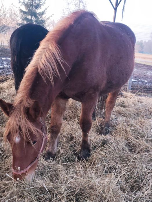 Sprzedam lub zamienię klacz z ogierkiem
