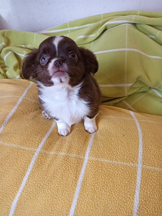 Chihuahua  macho chocolate