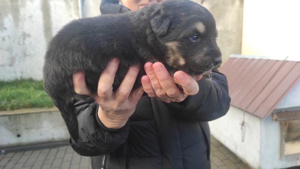 Цуценята в добрі руки