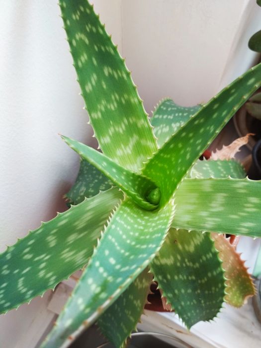 Алоэ Вера, алоэ деревовидное