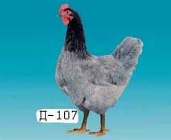 Інкубаційне яйце домінантів