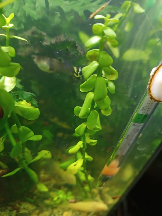 Акваріумні рослини, пересилаю зручною для вас поштою