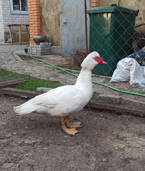 Качур німецької важкої лінії