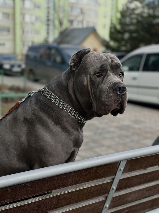 Вʼязка кобеля кане корсо