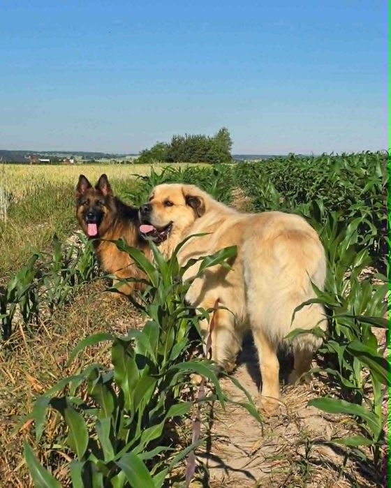 Łagodny, spokojny, Misiek do adopcji