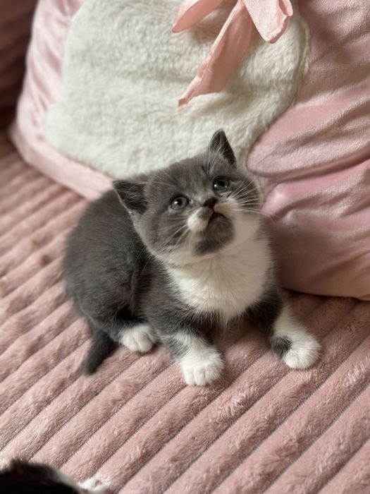 Koty Brytyjskie /Królewskie Łapy