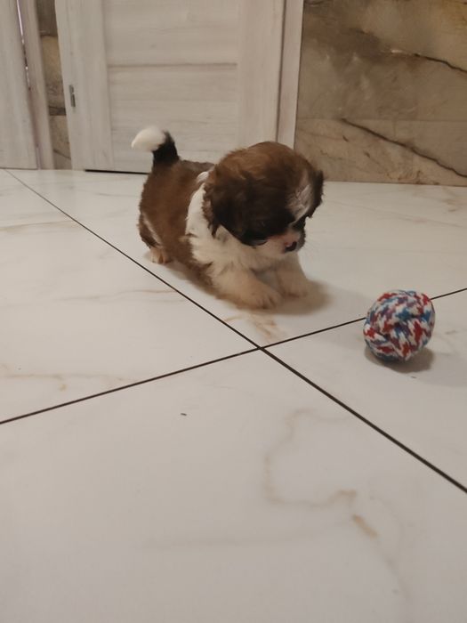 Shih tzu szczeniak