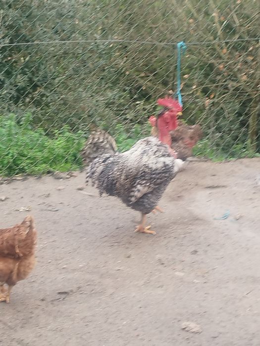 Vendo galos caseiros