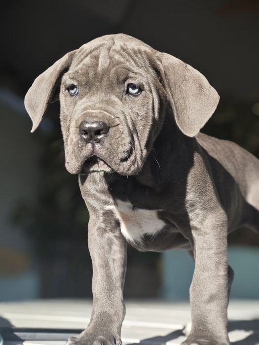 Cane Corso Italiano - Macho Cizento