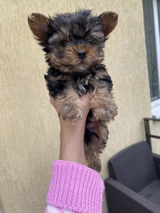 Йоркширський терєр  мініки