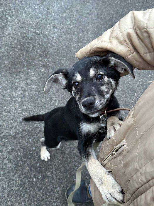 Цуценя Джессі, 5 місяців, невеличка дівчинка шукає дім.