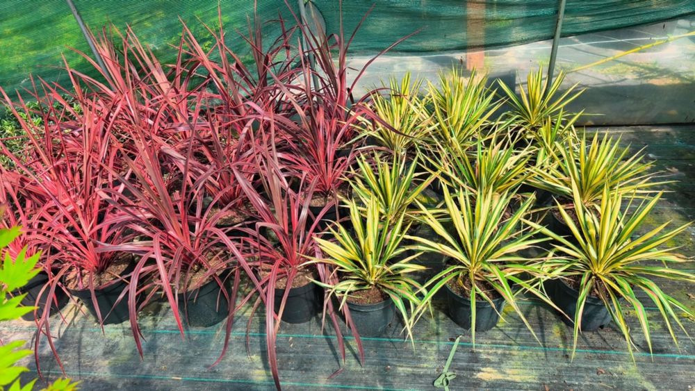 Krzewy ozdobne, szkółka trawy hortensja