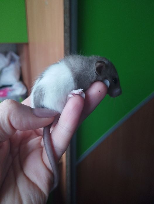 Продаються криски дамбо.