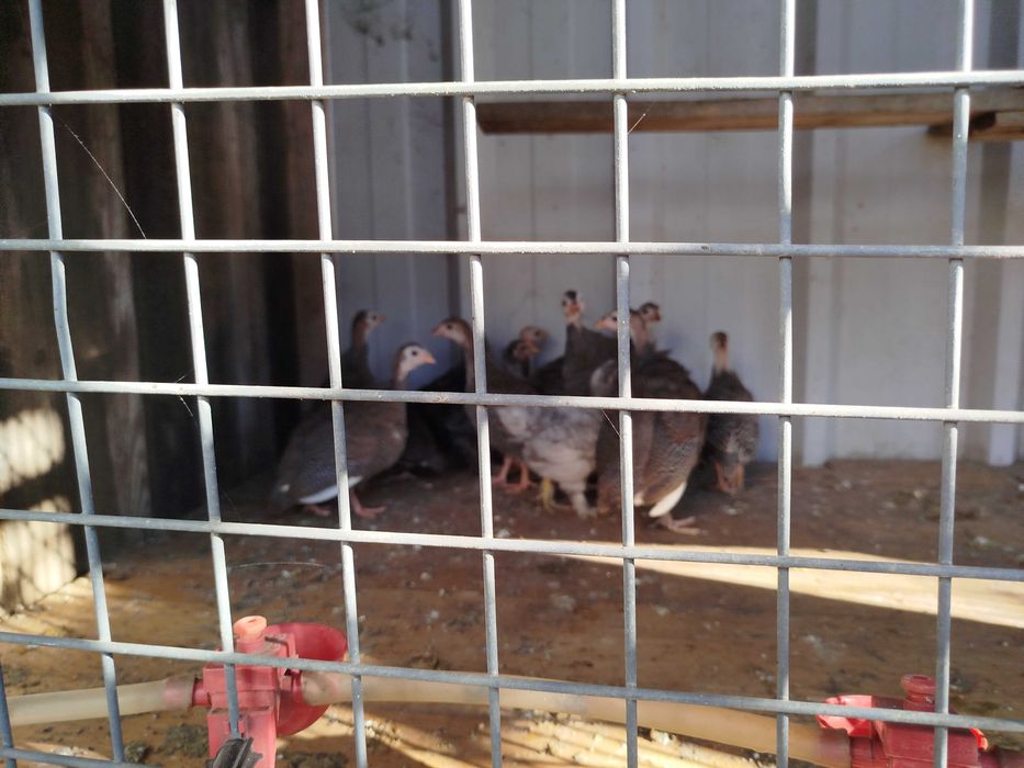 Ovos Galados Brahama e jersey, Pintos e Frangos Diversos Patos