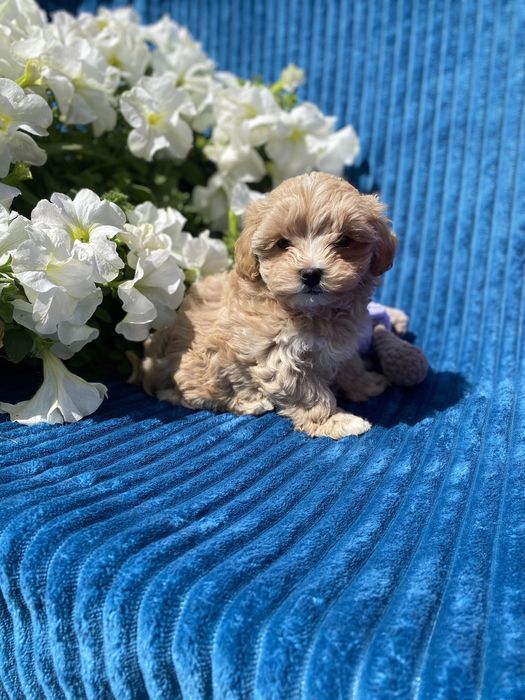 Карамельні міні мальтипу ф1