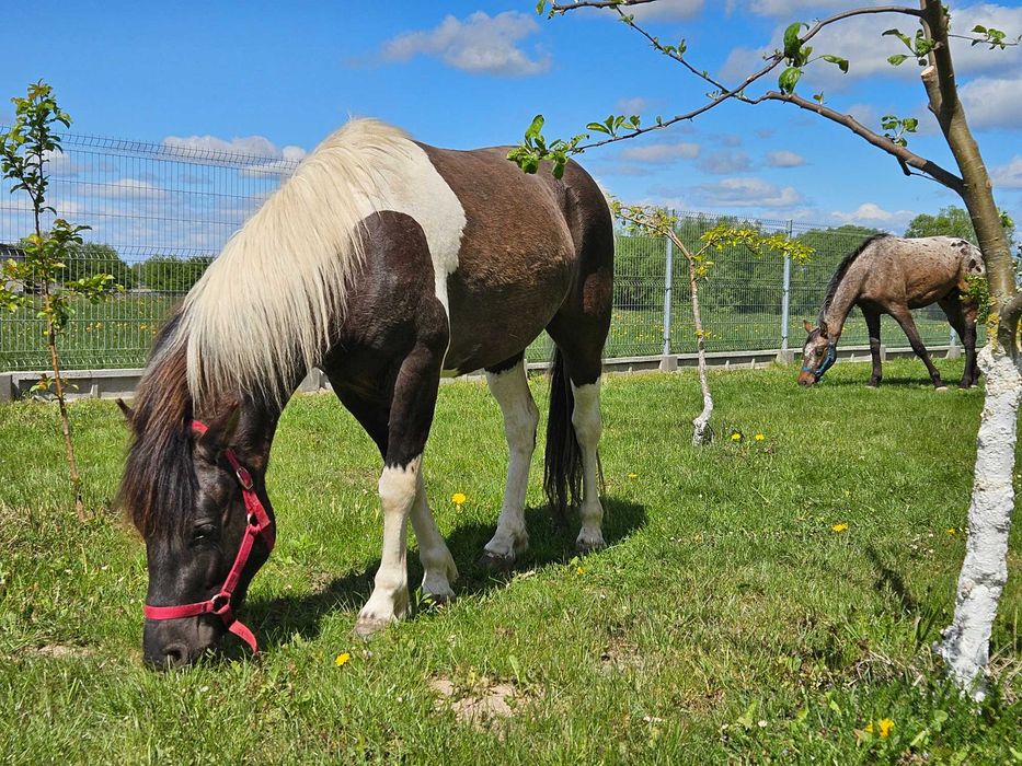 Urodziwy młody wałach huculski o złotym charakterze - OLSEN (HROBY)