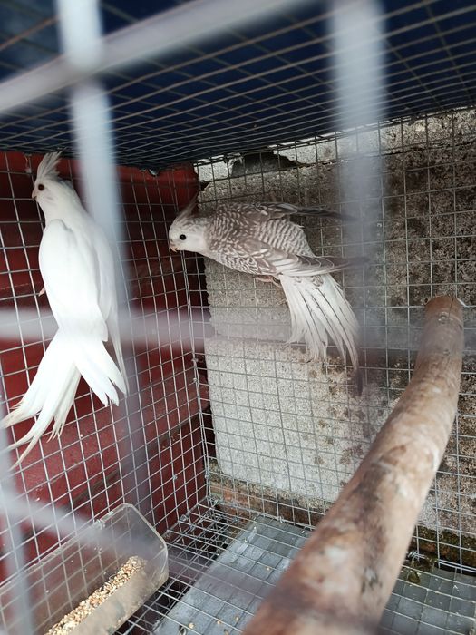 Casal Caturras Criadas pelos pais