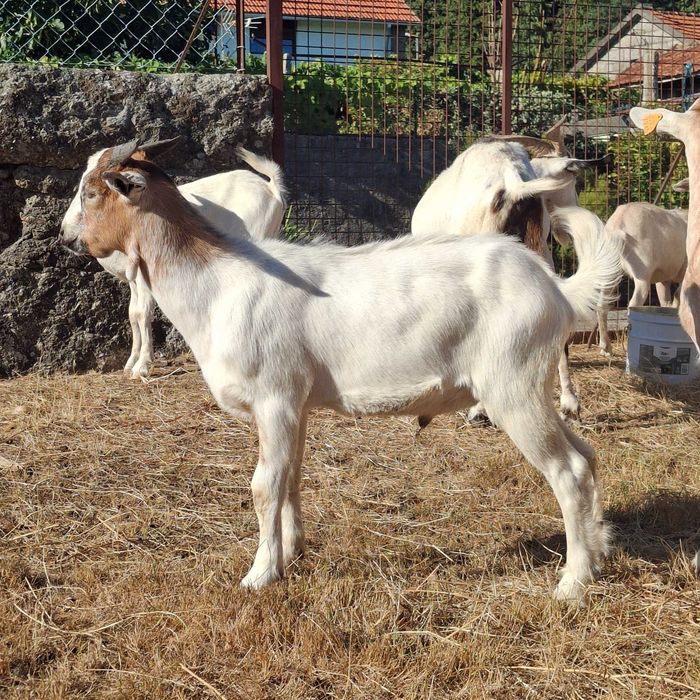 Vendo cabrito cruzado boer