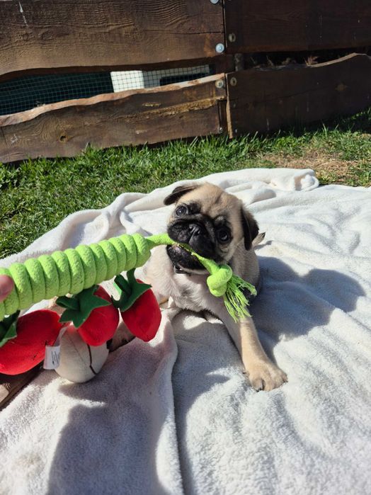 Cudowne zabawne mopsiki