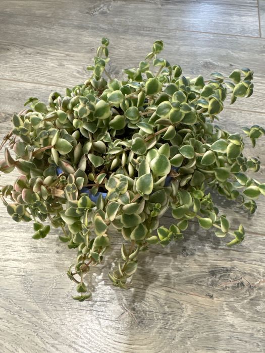 Продается красула маргинала