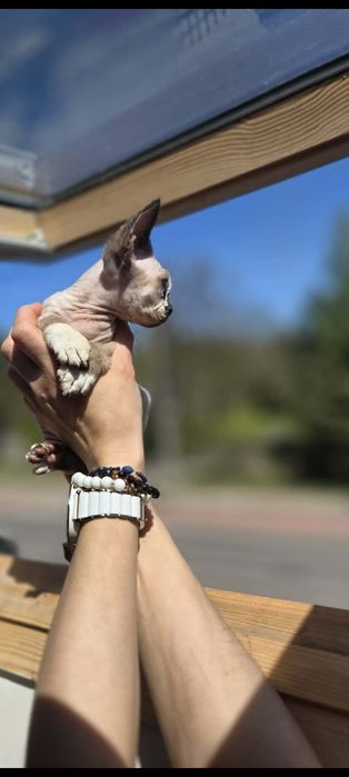 Kocurek Devon Rex do rezerwacji