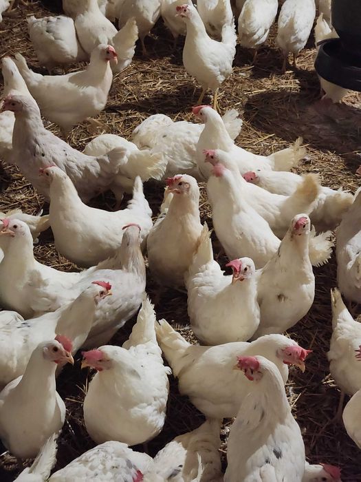 Kury nioski młode Rosa Leghorn Tetra Dominant z wolnego wybiegu Dowóz