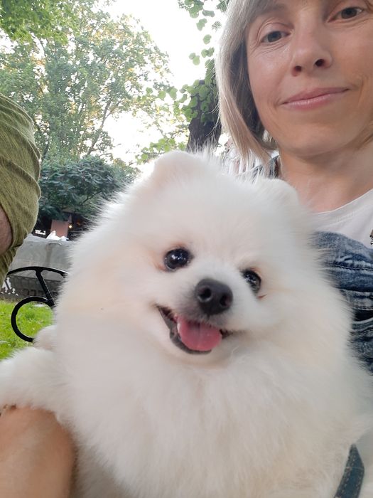 Померанский шпиц в белоснежной шубке приглашает невест