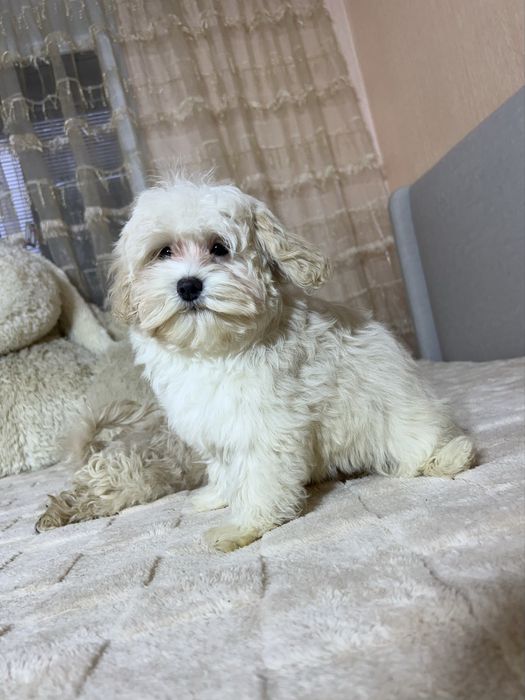 Хлопчик. Мальтіпу Ф1 той пудель