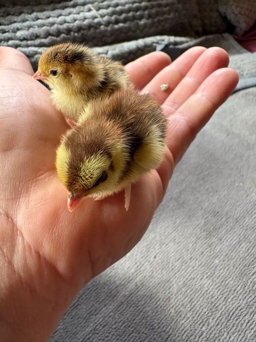 Przepiórki pisklaki kurczaki