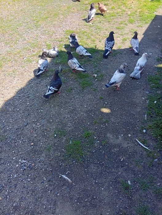 Sprzedam Gołebie Ozdobne