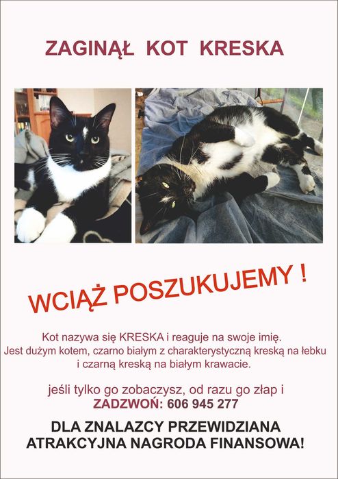 Zaginał kot czarno biały