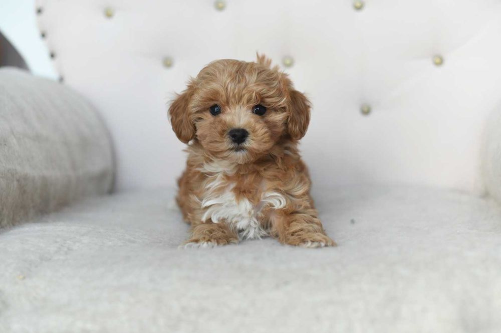 Maltipoo-sliczny maluch