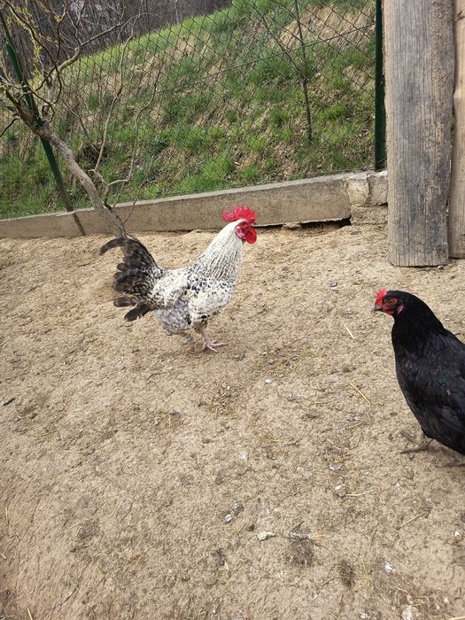 Sprzedam mlodego koguta