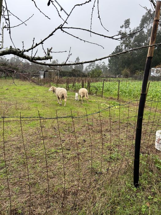 Vendo ou troco carneiro com um ano e meio.