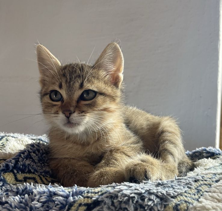 Котенок девочка