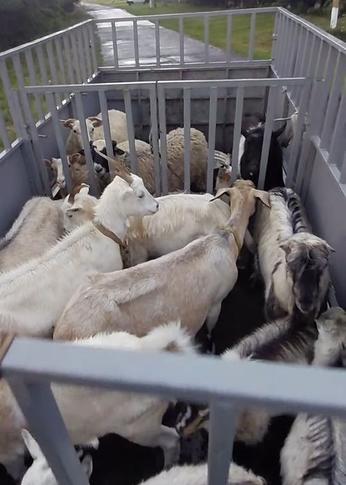 Продам , кози, вівці, цапи, кнурі