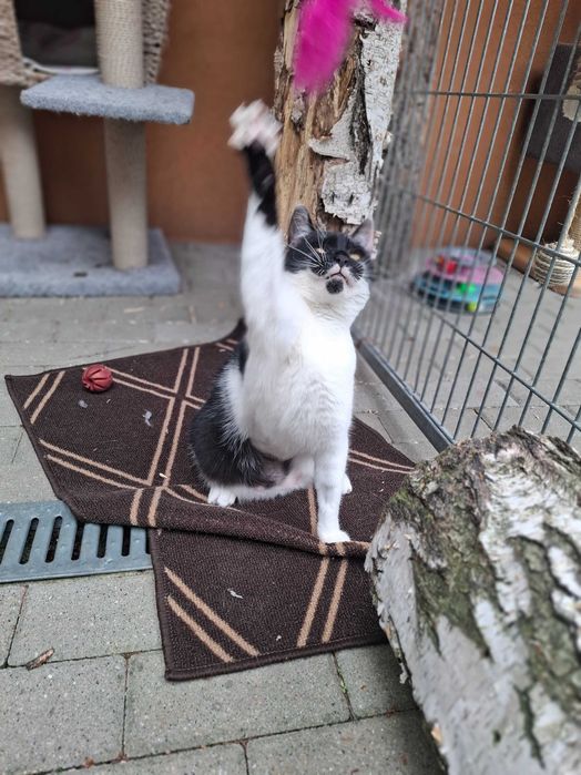 Piękna Kiara od ponad roku w schronisku