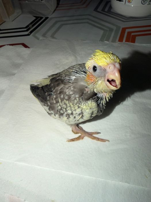 Kakariki Piriquito inglês domesticados e caturras para acabar de criar