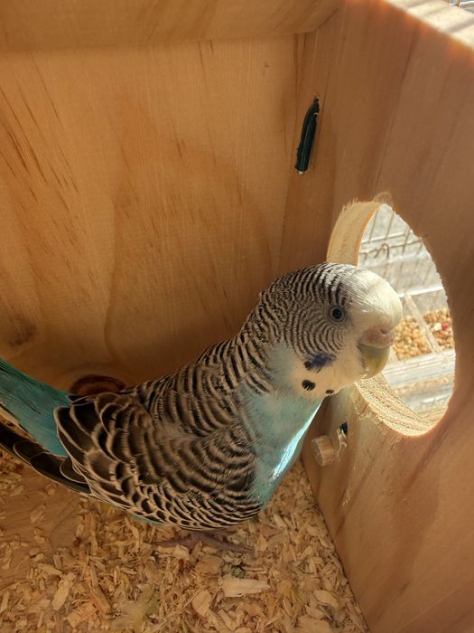 1 femeaa periquitos australianos com gaiola e comedouro