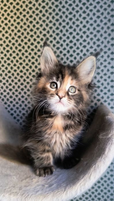 Котенок Мейн Кун