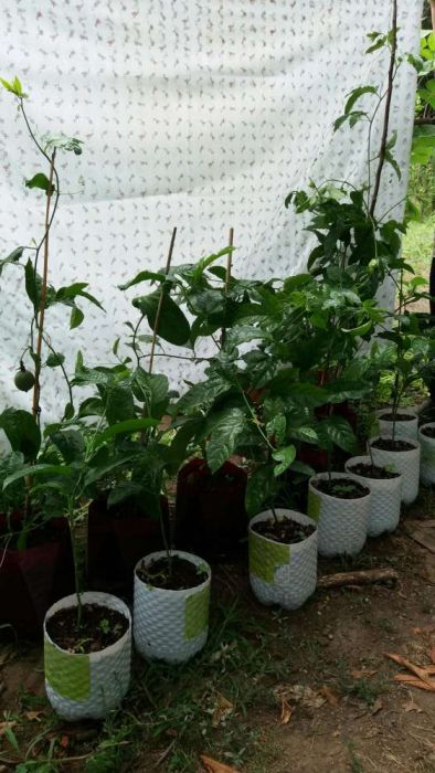 Árvores de Maracujá e Fruto