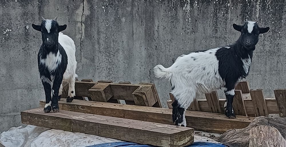 Cabritos anões juvenis
