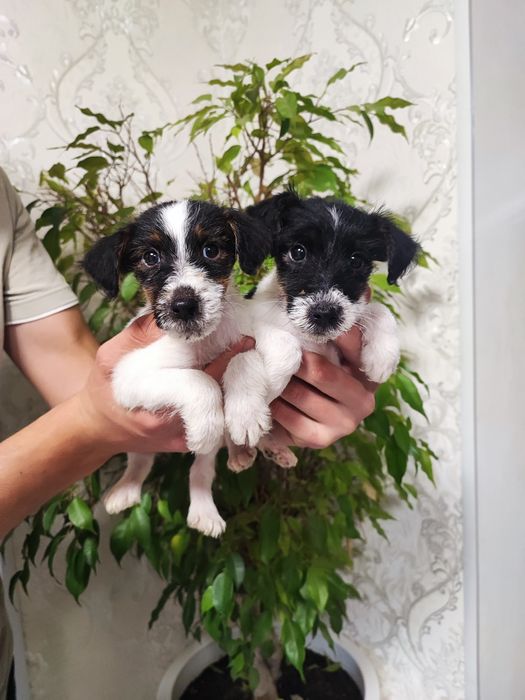 Мальчики Девочки Фокстерьеры