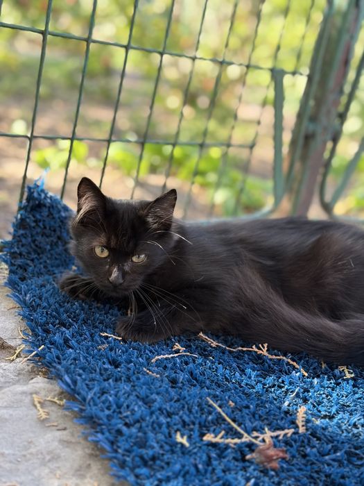 Потрібен дім Нужен дом котенку Черная кошечка
