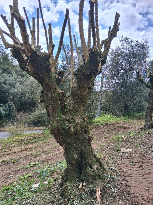 Oliveiras galegas centenárias