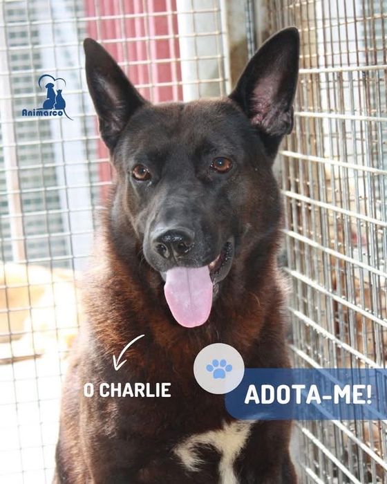 Charlie cão para adoçao