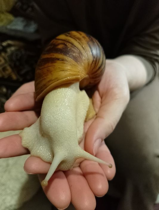 Продам равликів Архахатиніа